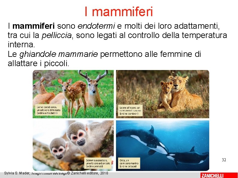 I mammiferi sono endotermi e molti dei loro adattamenti, tra cui la pelliccia, sono