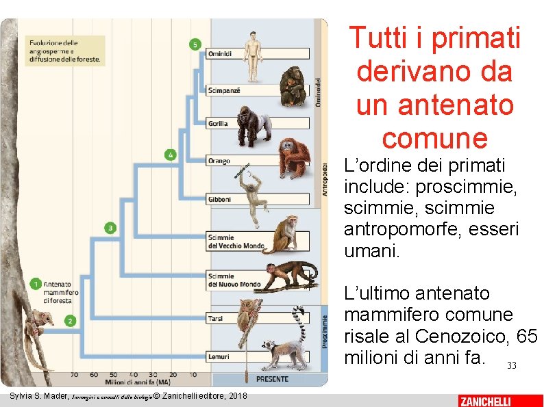 Tutti i primati derivano da un antenato comune L’ordine dei primati include: proscimmie, scimmie