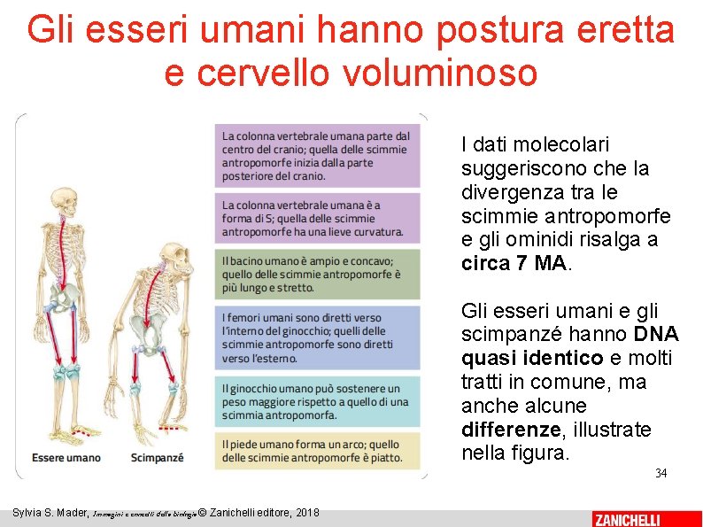 Gli esseri umani hanno postura eretta e cervello voluminoso I dati molecolari suggeriscono che