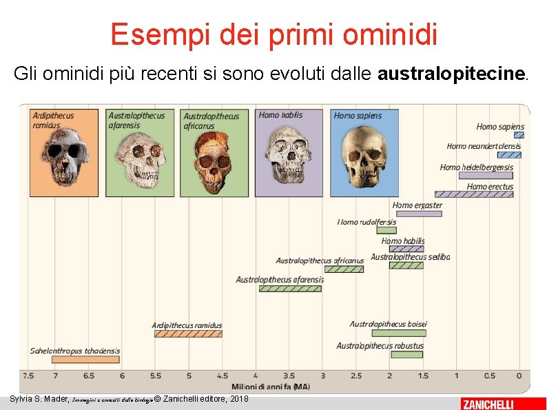 Esempi dei primi ominidi Gli ominidi più recenti si sono evoluti dalle australopitecine. 35