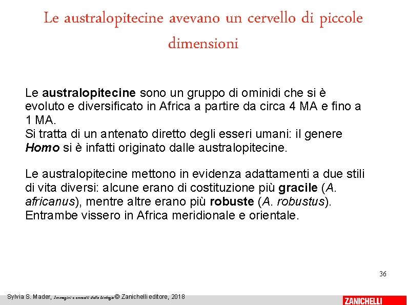 Le australopitecine avevano un cervello di piccole dimensioni Le australopitecine sono un gruppo di