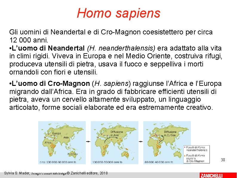 Homo sapiens Gli uomini di Neandertal e di Cro-Magnon coesistettero per circa 12 000