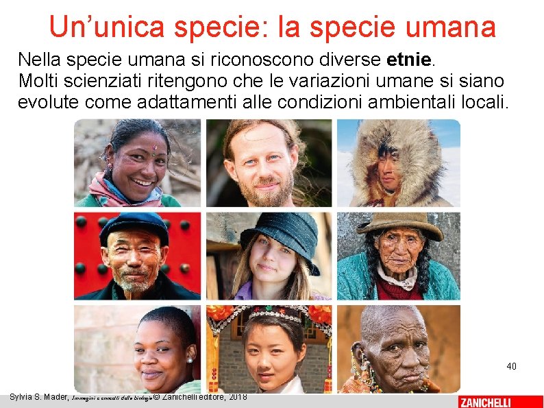 Un’unica specie: la specie umana Nella specie umana si riconoscono diverse etnie. Molti scienziati