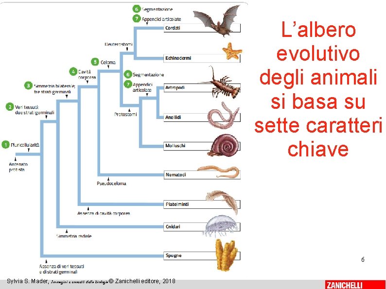 L’albero evolutivo degli animali si basa su sette caratteri chiave 6 Sylvia S. Mader,