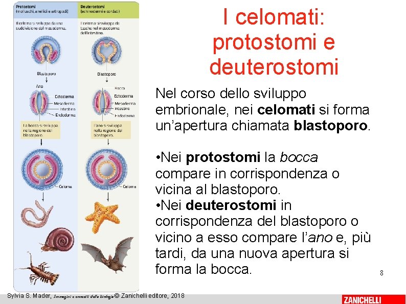 I celomati: protostomi e deuterostomi Nel corso dello sviluppo embrionale, nei celomati si forma