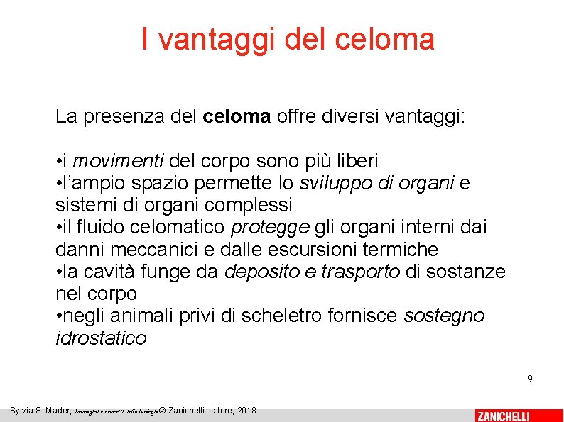 I vantaggi del celoma La presenza del celoma offre diversi vantaggi: • i movimenti