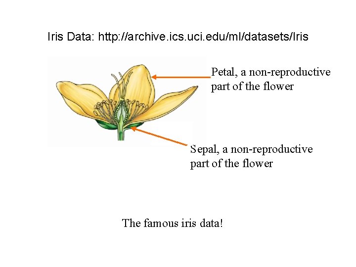 Iris Data: http: //archive. ics. uci. edu/ml/datasets/Iris Petal, a non-reproductive part of the flower