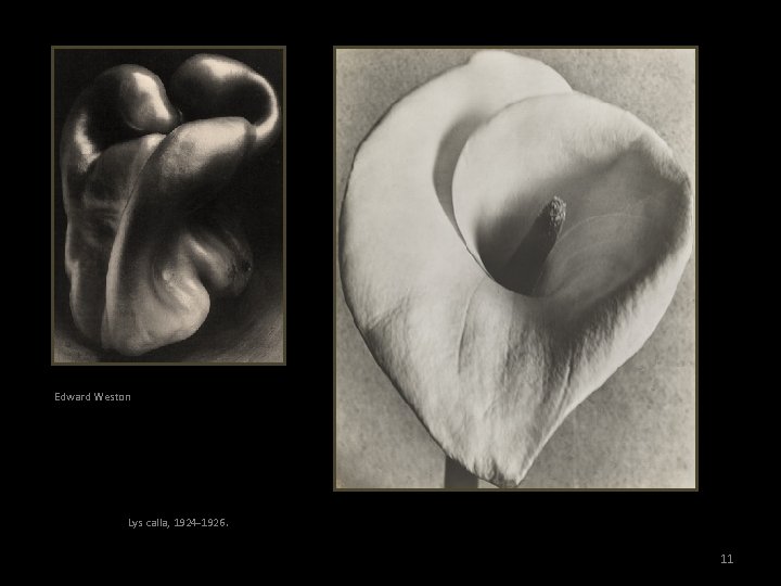 Edward Weston Lys calla, 1924 -1926. 11 