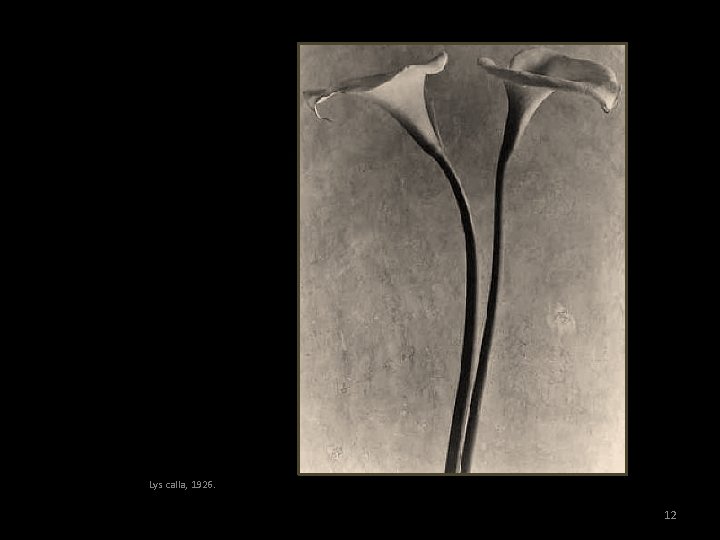 Lys calla, 1926. 12 