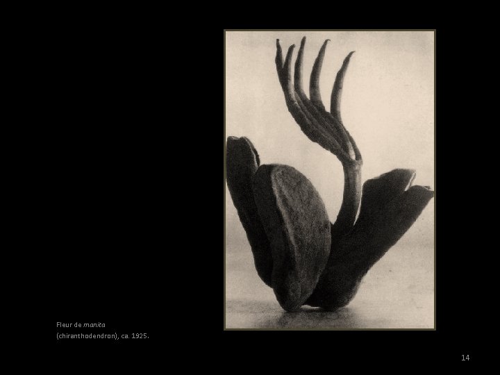 Fleur de manita (chiranthodendron), ca. 1925. 14 