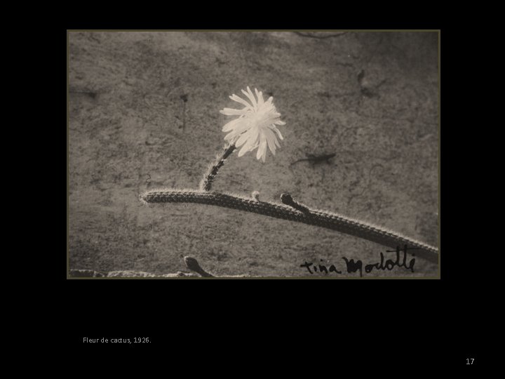 Fleur de cactus, 1926. 17 