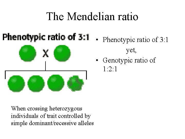 The Mendelian ratio • Phenotypic ratio of 3: 1 yet, • Genotypic ratio of