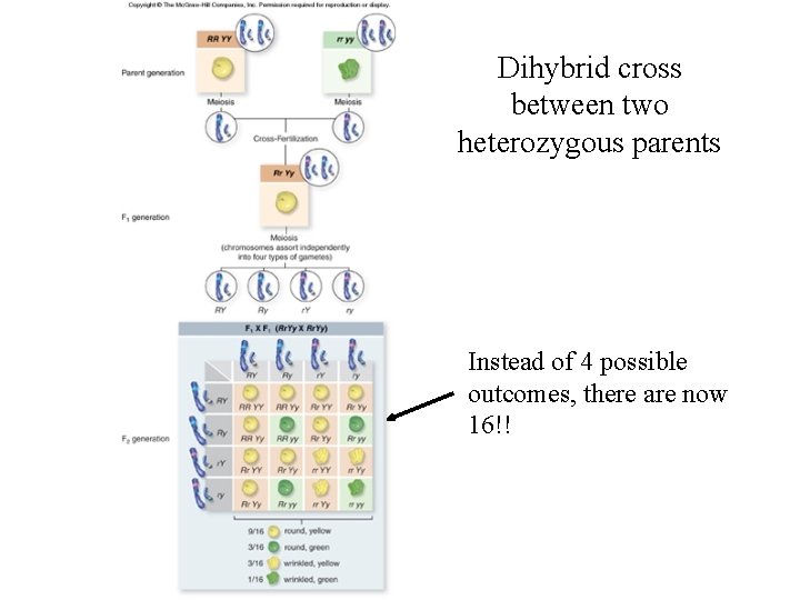 Dihybrid cross between two heterozygous parents Instead of 4 possible outcomes, there are now