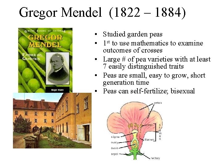 Gregor Mendel (1822 – 1884) • Studied garden peas • 1 st to use