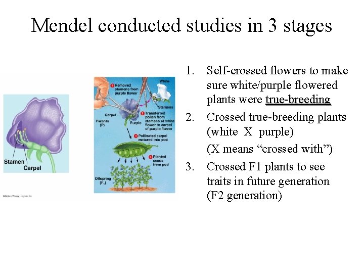 Mendel conducted studies in 3 stages 1. Self-crossed flowers to make sure white/purple flowered