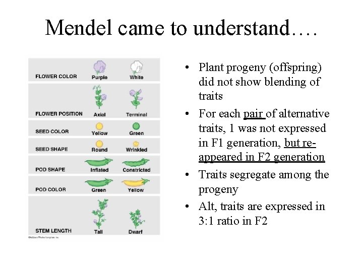 Mendel came to understand…. • Plant progeny (offspring) did not show blending of traits