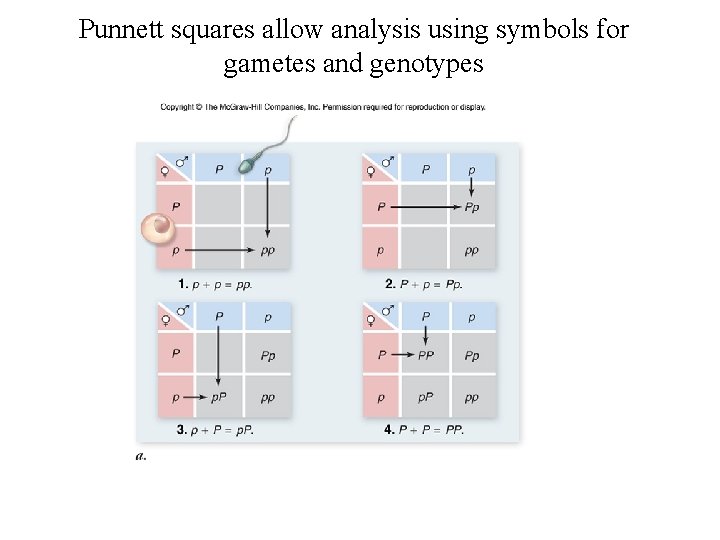 Punnett squares allow analysis using symbols for gametes and genotypes 