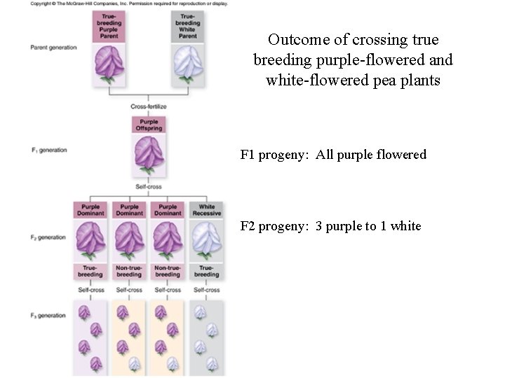 Outcome of crossing true breeding purple-flowered and white-flowered pea plants F 1 progeny: All