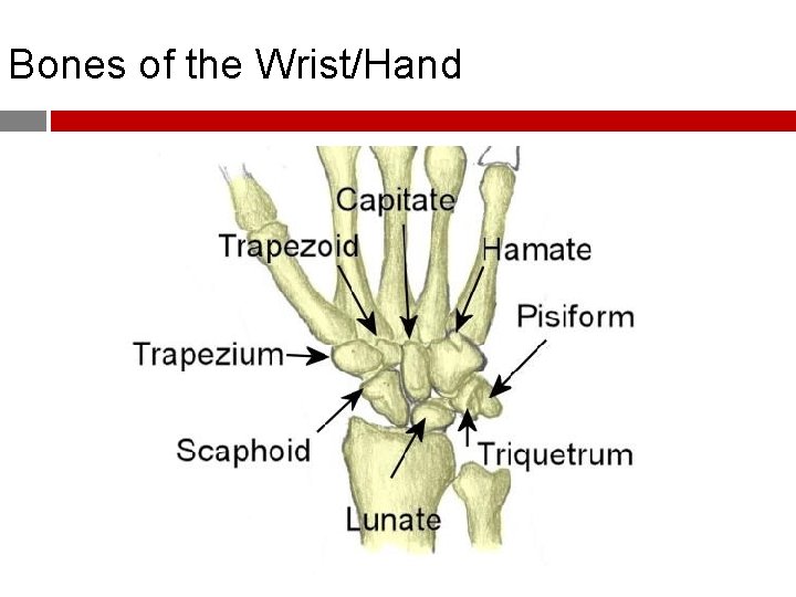 Bones of the Wrist/Hand 