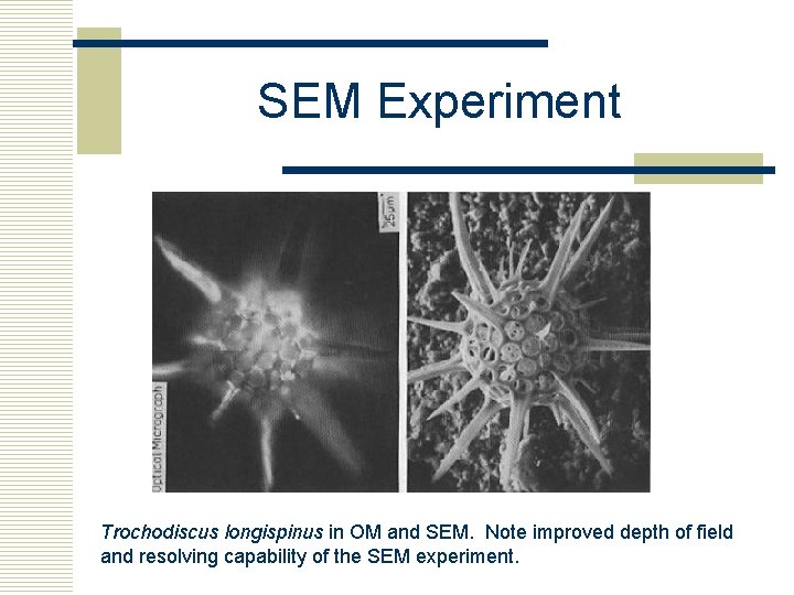 SEM Experiment Trochodiscus longispinus in OM and SEM. Note improved depth of field and