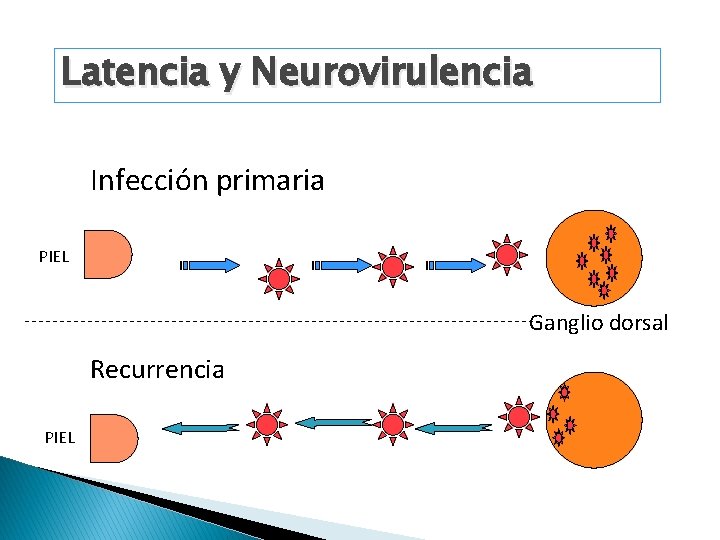 Latencia y Neurovirulencia Infección primaria PIEL Ganglio dorsal Recurrencia PIEL 