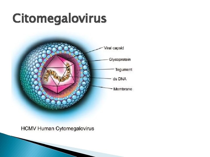 Citomegalovirus 