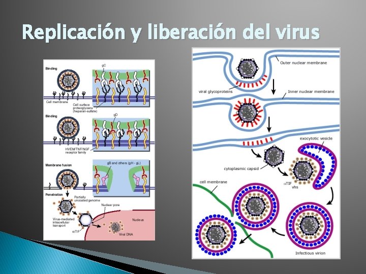 Replicación y liberación del virus 