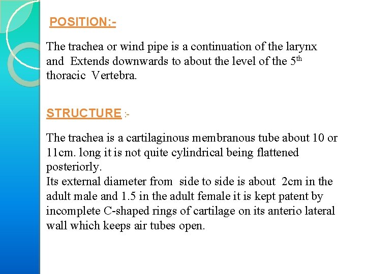 POSITION: The trachea or wind pipe is a continuation of the larynx and Extends