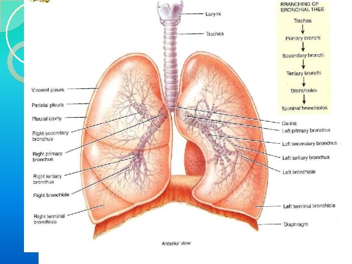 RESPIRATORY SYSTEM 