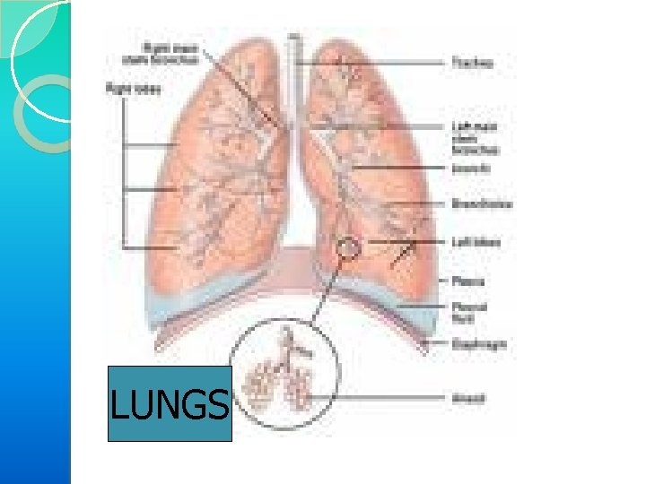 LUNGS 