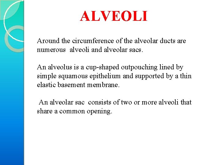 ALVEOLI Around the circumference of the alveolar ducts are numerous alveoli and alveolar sacs.