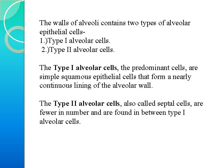 The walls of alveoli contains two types of alveolar epithelial cells 1. )Type I
