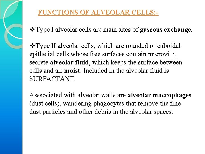 FUNCTIONS OF ALVEOLAR CELLS: - v. Type I alveolar cells are main sites of