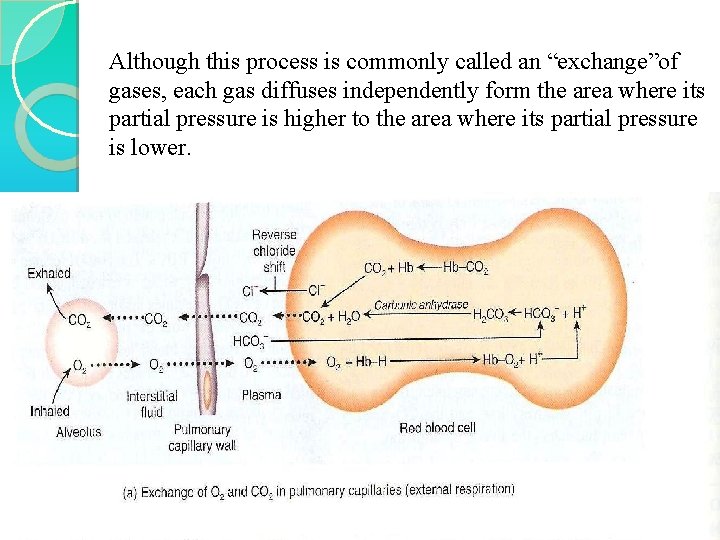 Although this process is commonly called an “exchange”of gases, each gas diffuses independently form