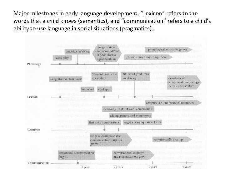 Major milestones in early language development. “Lexicon” refers to the words that a child