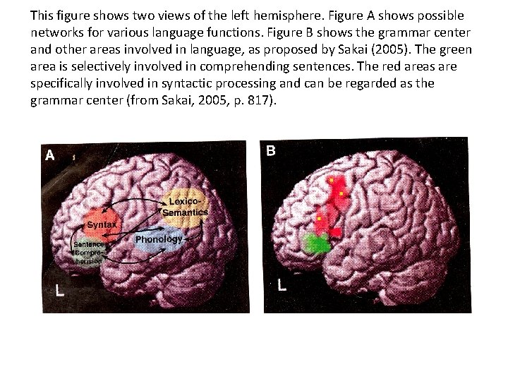 This figure shows two views of the left hemisphere. Figure A shows possible networks