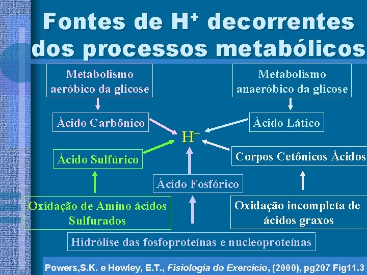 Fontes de H+ decorrentes dos processos metabólicos Metabolismo aeróbico da glicose Metabolismo anaeróbico da