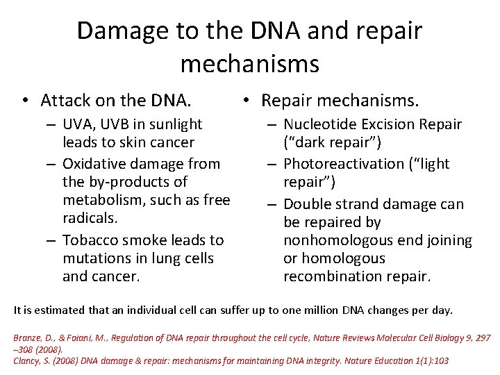 Damage to the DNA and repair mechanisms • Attack on the DNA. – UVA, Damage to the DNA and repair mechanisms • Attack on the DNA. – UVA,