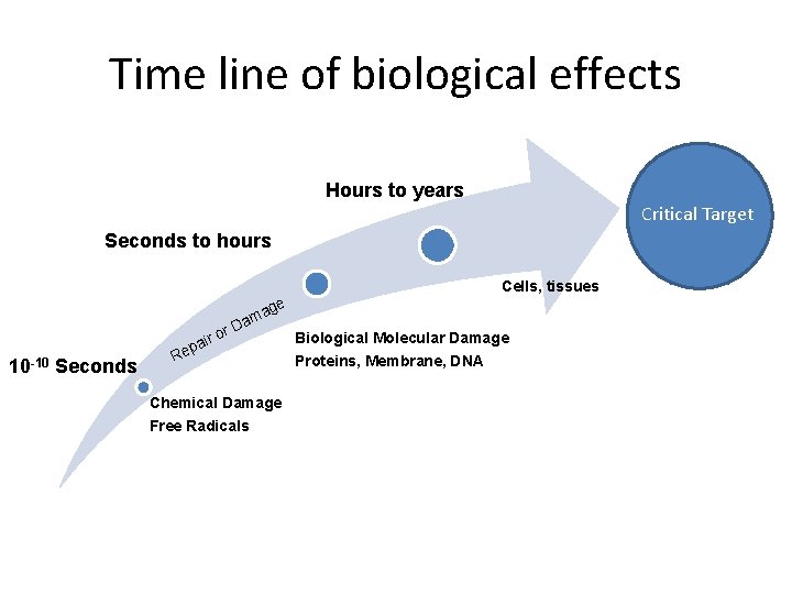 Time line of biological effects Hours to years Critical Target Seconds to hours Cells, Time line of biological effects Hours to years Critical Target Seconds to hours Cells,