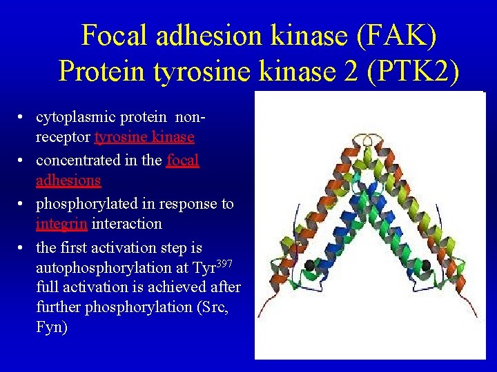 Focal adhesion kinase (FAK) Protein tyrosine kinase 2 (PTK 2) • cytoplasmic protein nonreceptor