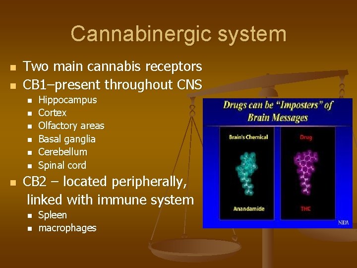 Cannabinergic system n n Two main cannabis receptors CB 1–present throughout CNS n n