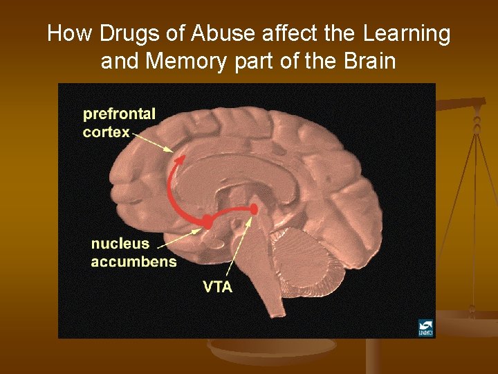 How Drugs of Abuse affect the Learning and Memory part of the Brain 