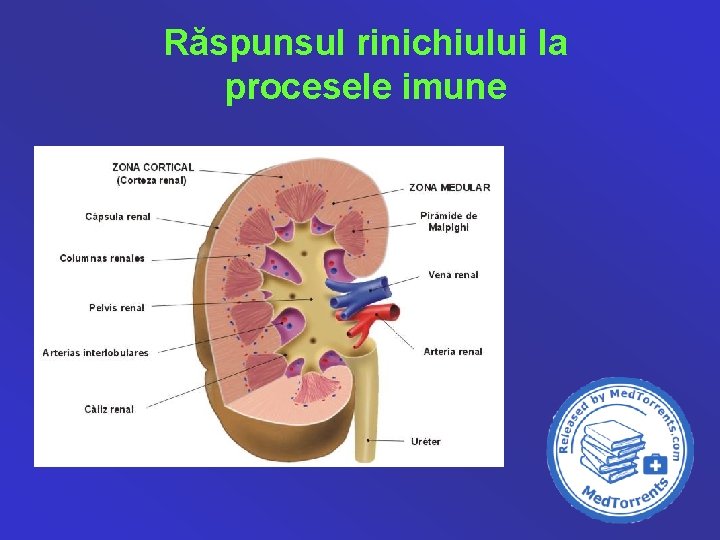 Răspunsul rinichiului la procesele imune 