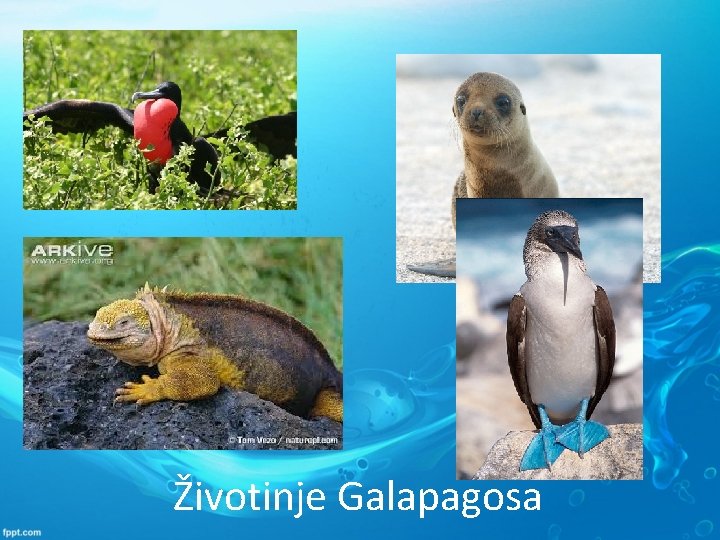 Životinje Galapagosa 