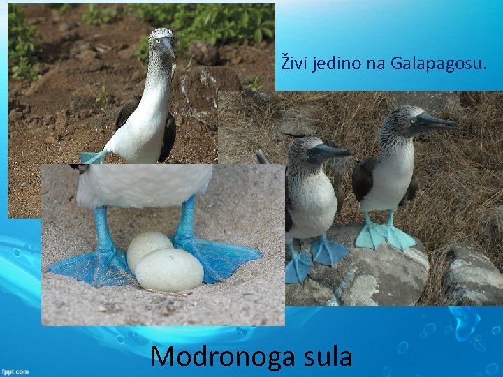 Živi jedino na Galapagosu. Modronoga sula 
