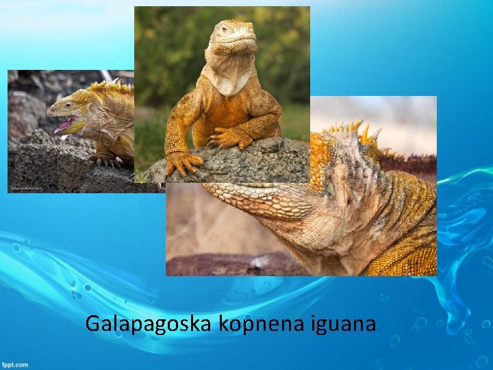 Galapagoska kopnena iguana 