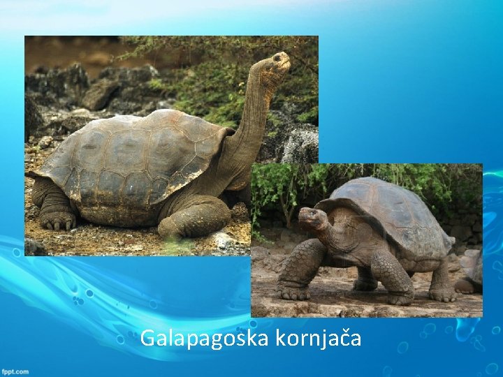 Galapagoska kornjača 