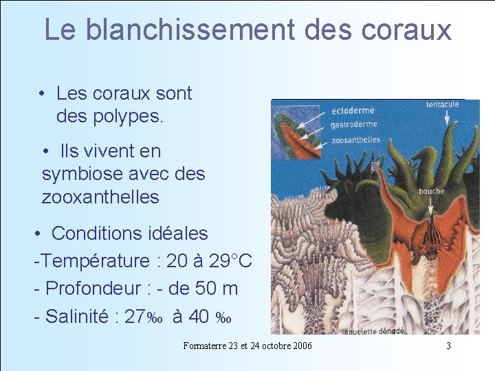 Le blanchissement des coraux • Les coraux sont des polypes. • Ils vivent en