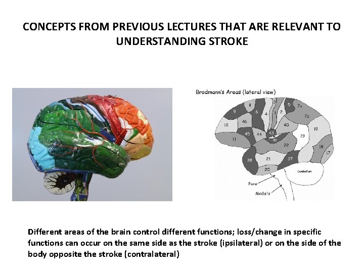 CONCEPTS FROM PREVIOUS LECTURES THAT ARE RELEVANT TO UNDERSTANDING STROKE Different areas of the