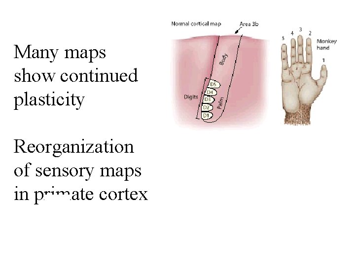 Many maps show continued plasticity Reorganization of sensory maps in primate cortex 